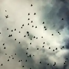 5588178481_b47fc2e5cb_b