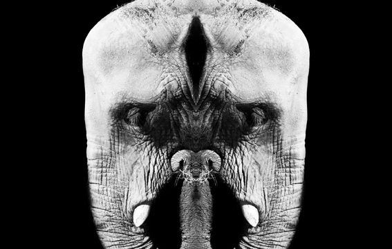 Animal metamorphosis by Enric Macià