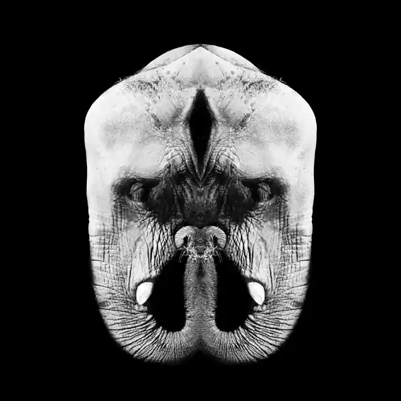 Animal metamorphosis by Enric Macià