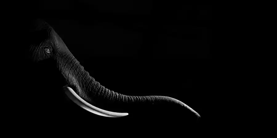 Somewhere between metamorphosis and reincarnation; Tropies by C.Owen