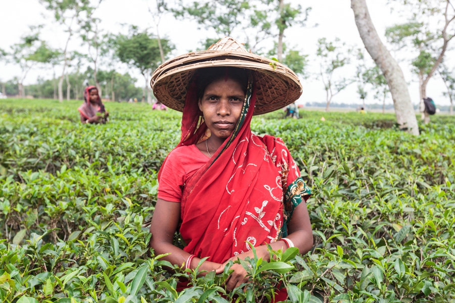 Portrait of a woman (tea laborer), tea estates around Sreemangal (Srimangal), Division of Sylhet, Bangladesh, Indian Sub-Continent, Asia