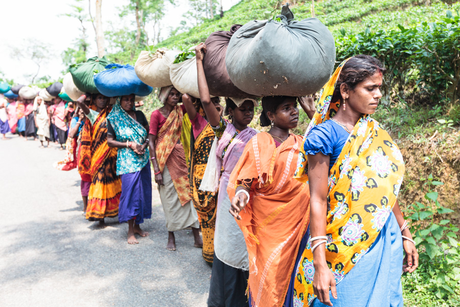 Pluckers (tea workers) take the tea leaves to be inspected and weighed to make sure only the highest quality, undamaged tea leaves are chosen to be processed, Tea estates near Sreemangal (Srimangal), Division of Sylhet, Bangladesh, Indian Sub-Continent,