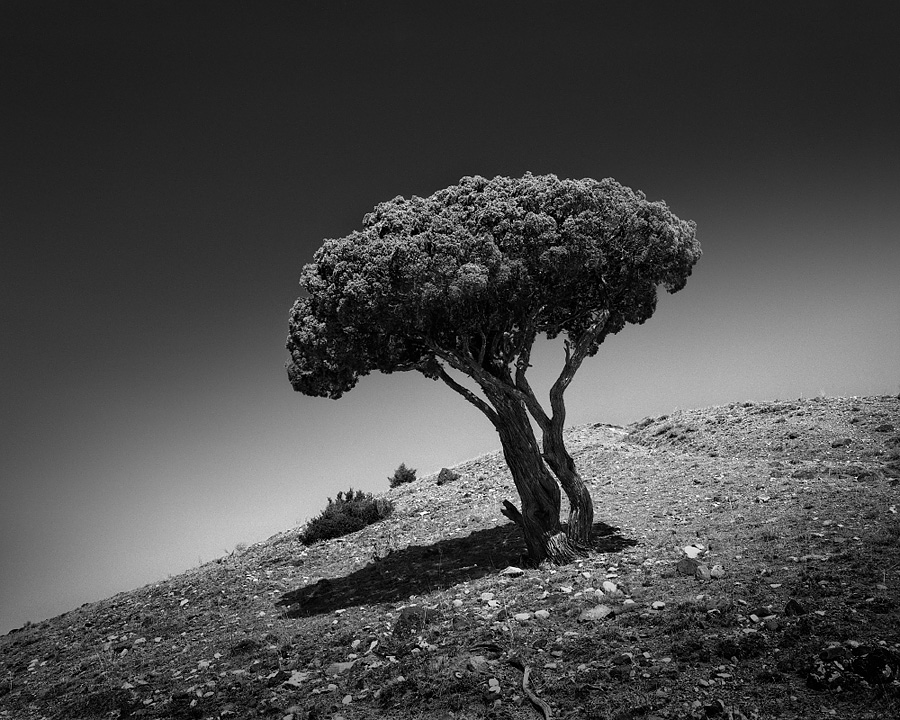 Broccoli Tree