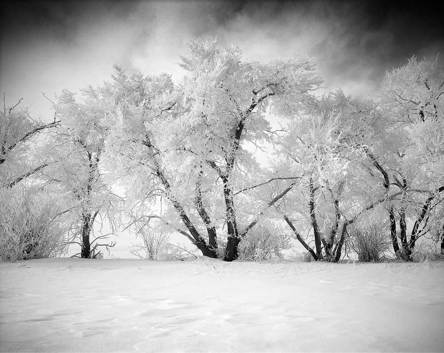 Ice Covered Trees