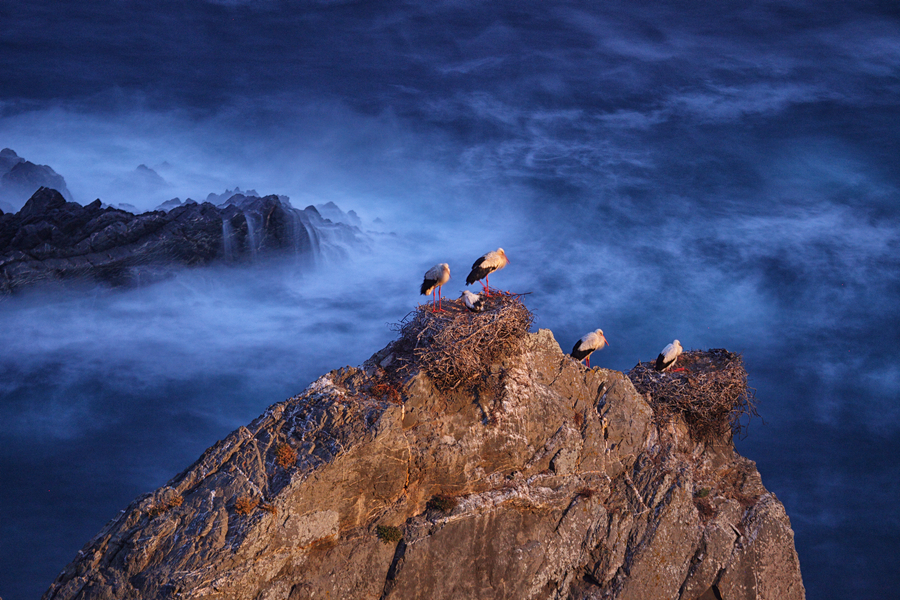 STORKS IN THE CAPE SARDAO IN PORTUGAL 00002