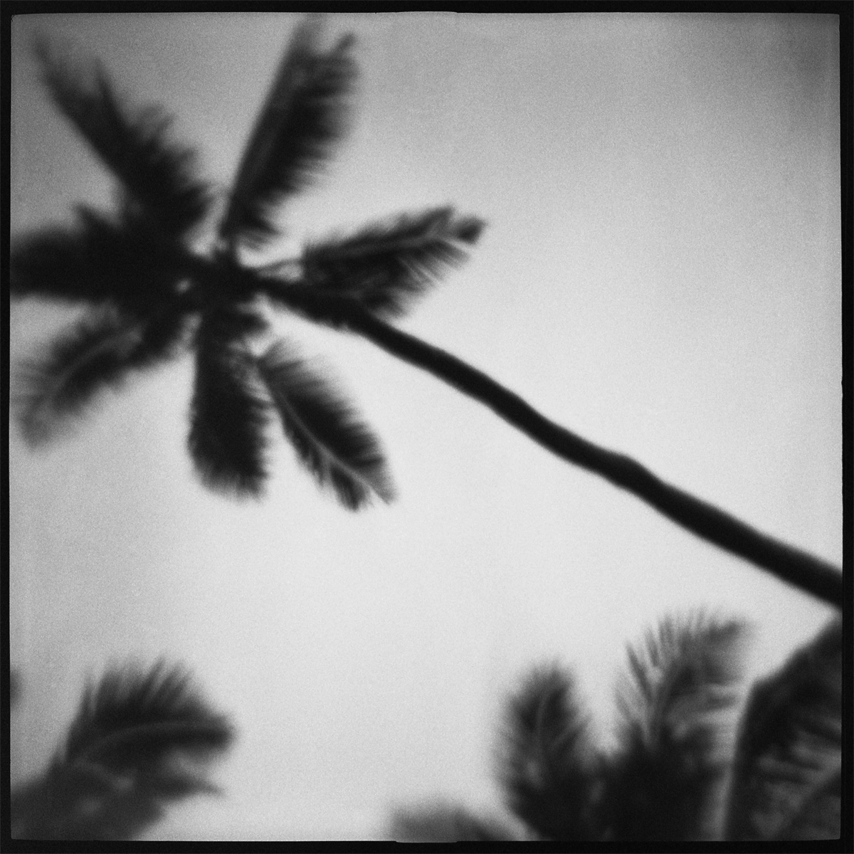 palms