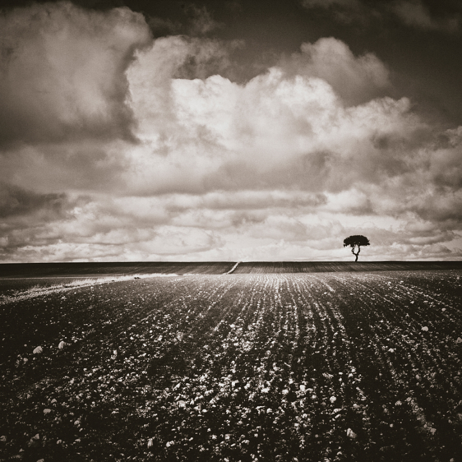 0176 - Tiny Tree in the Horizon