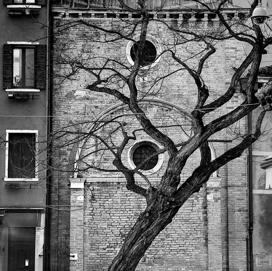 City tree_IT_VEN_019_D_bis_b