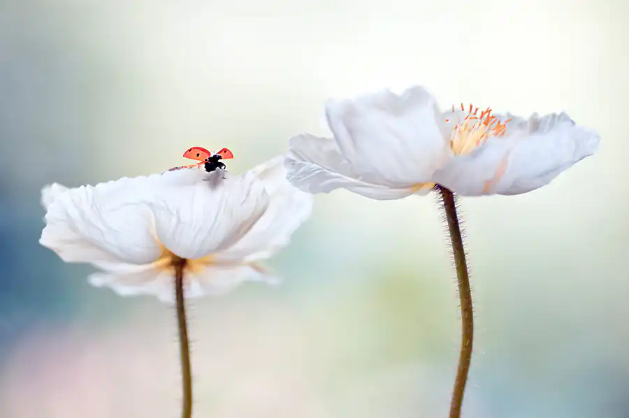 Nature Photography; Things invisible by Magda Wasiczek