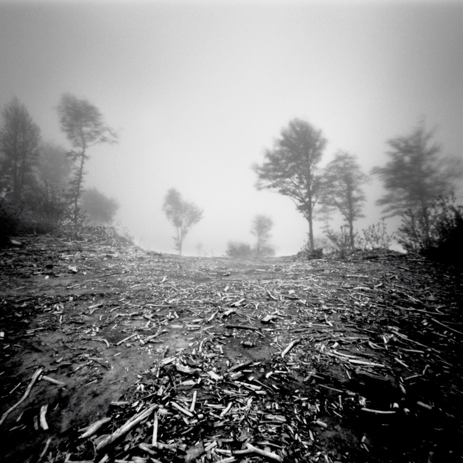 Pinhole_Trees_16