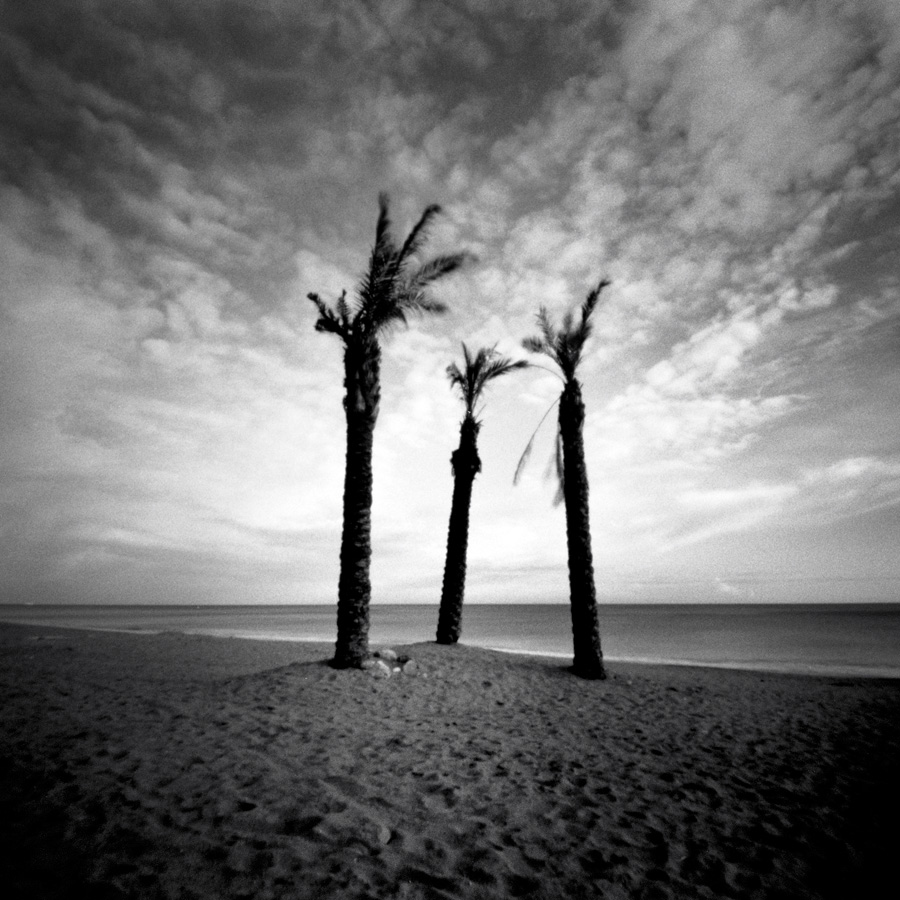 Pinhole_Trees_20