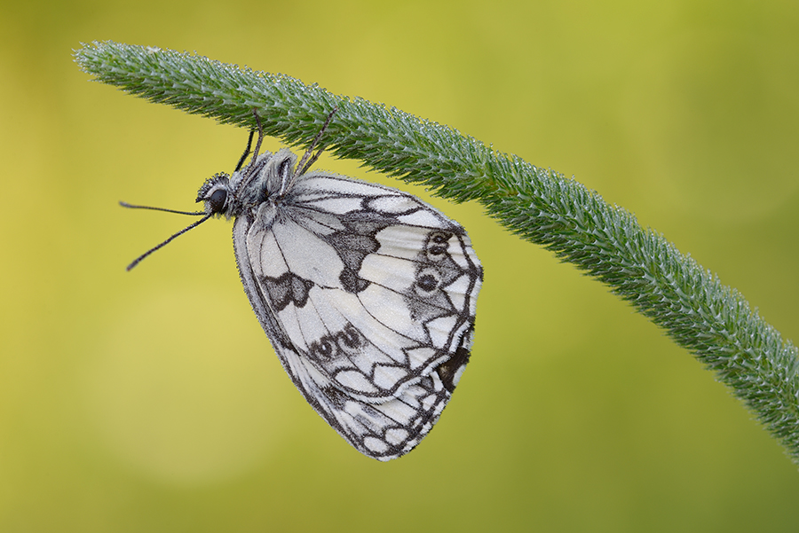 Stefano-Coltelli_Macro-6