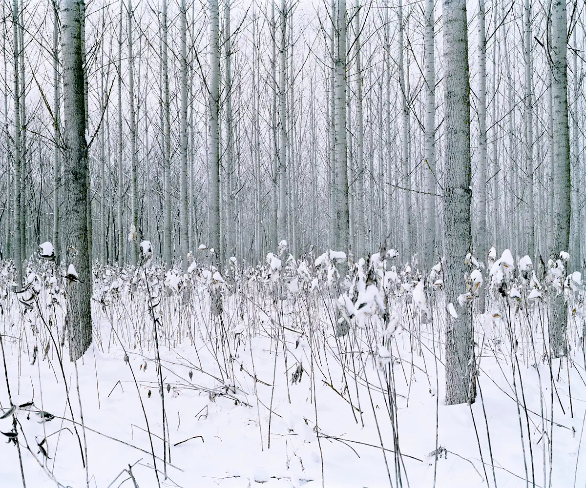 Frozen Flowers. Csevharaszt, Hungary 2012.