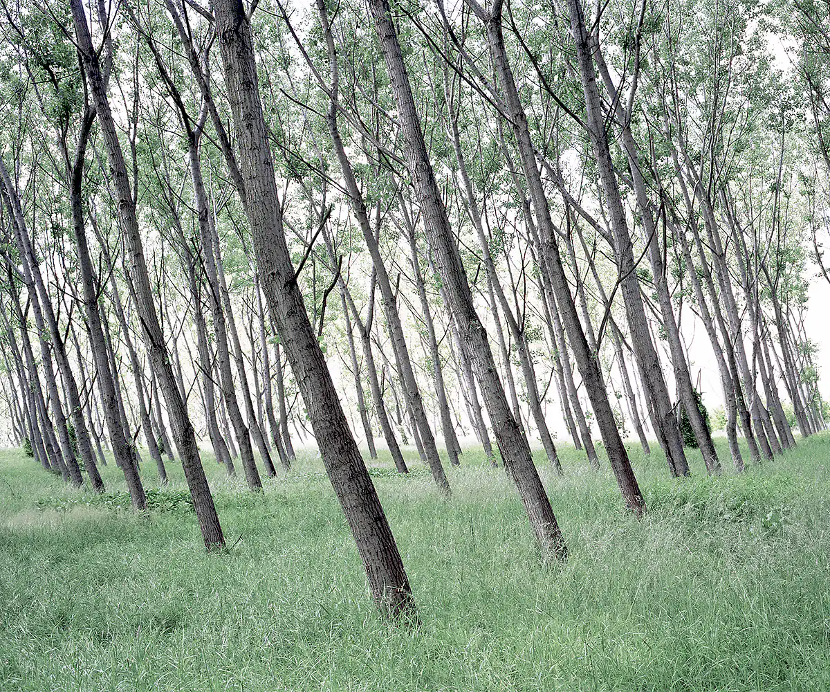 Daniel Kovalovszky GREEN SILENCE 14