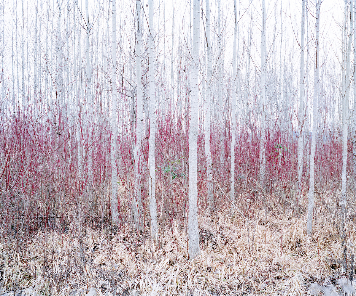 Red Bushes. Sukoro, Hungary 2012.