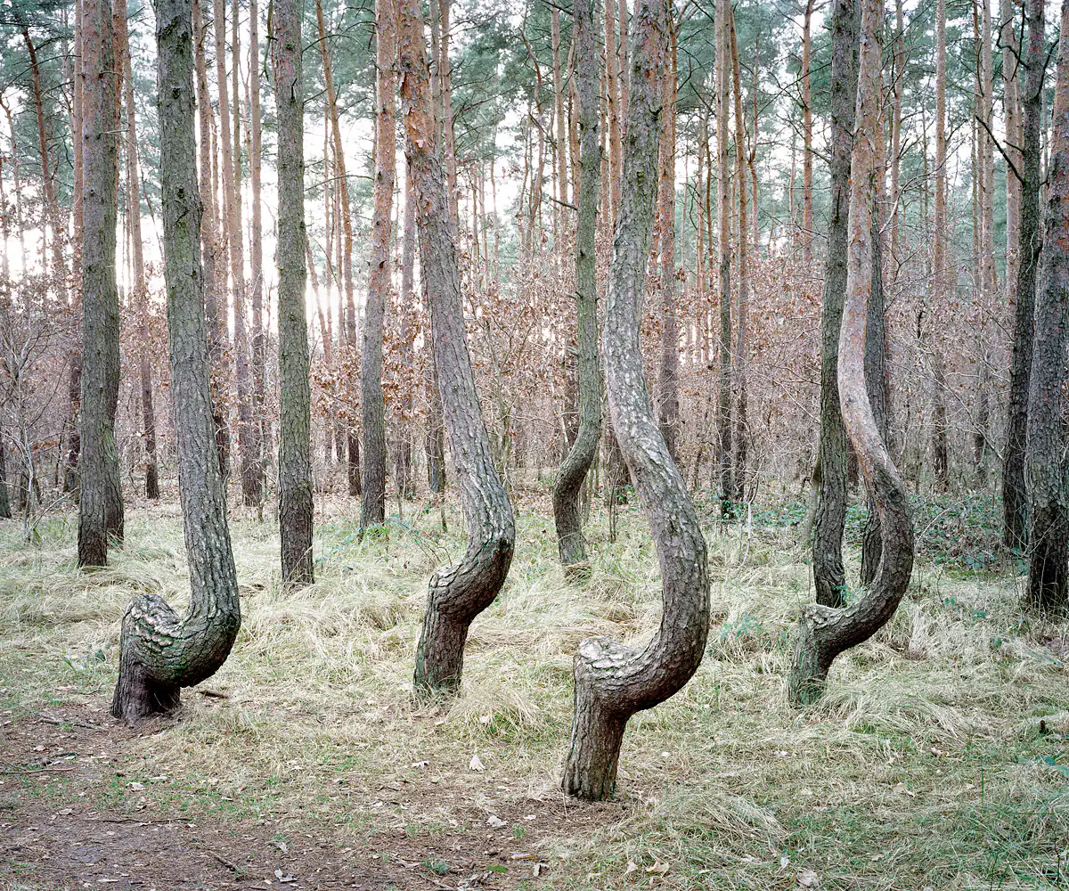 Dancing Trees. Gryfino, Poland 2012.