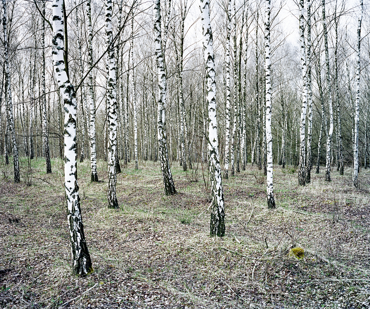 Birches. Csevharaszt, Hungary 2011.