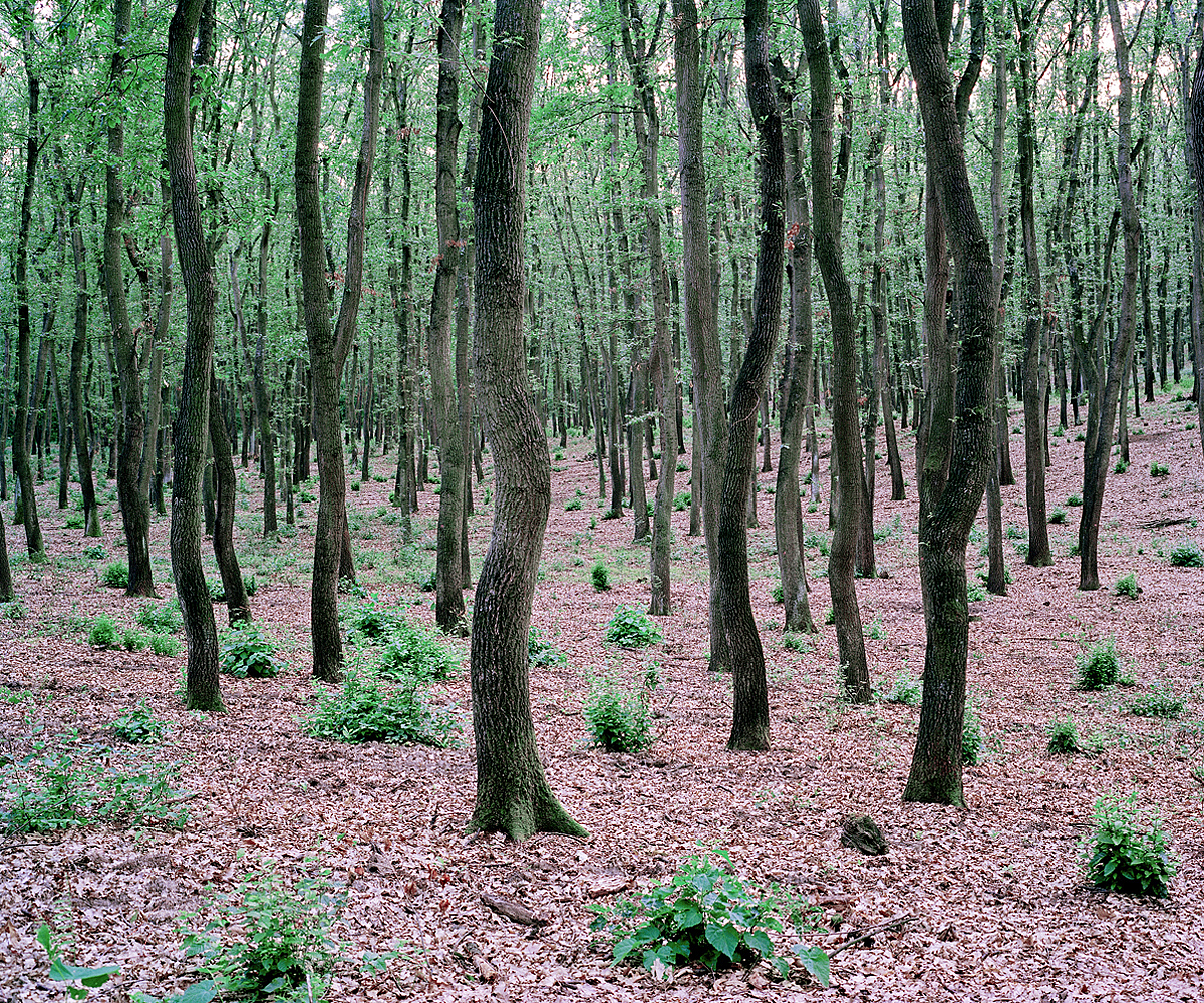 Green Bushes. Near Lake Balaton, Hungary 2012.