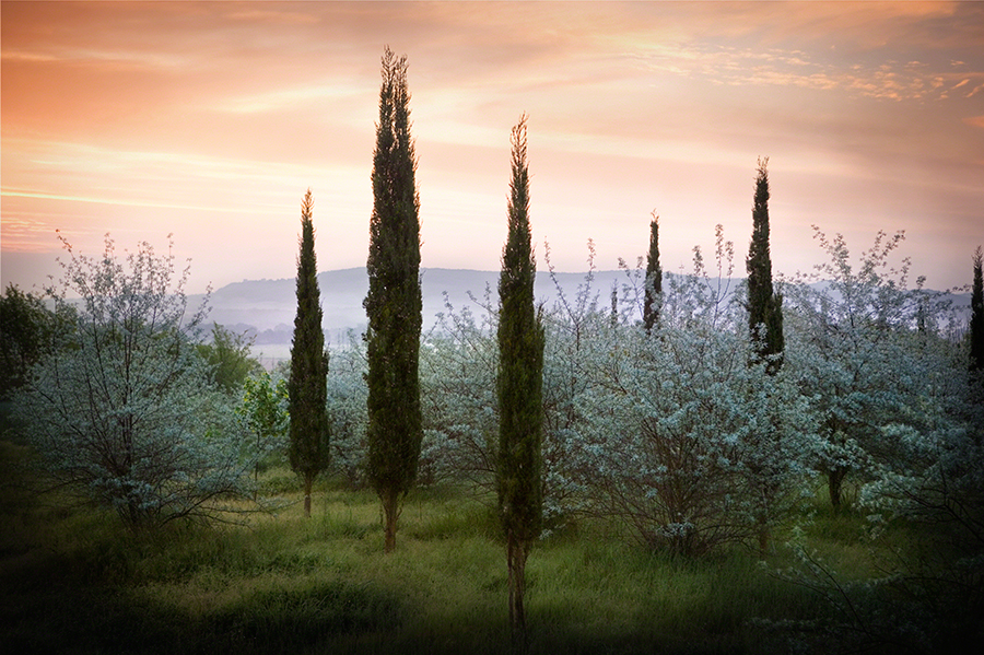 Cyppress and Olive Blossoms, Tuscany