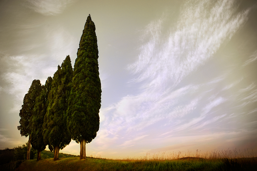 Four Cypresses, Tuscany