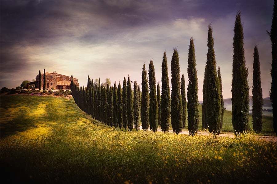 Villa and Cypress Trees, Tuscany