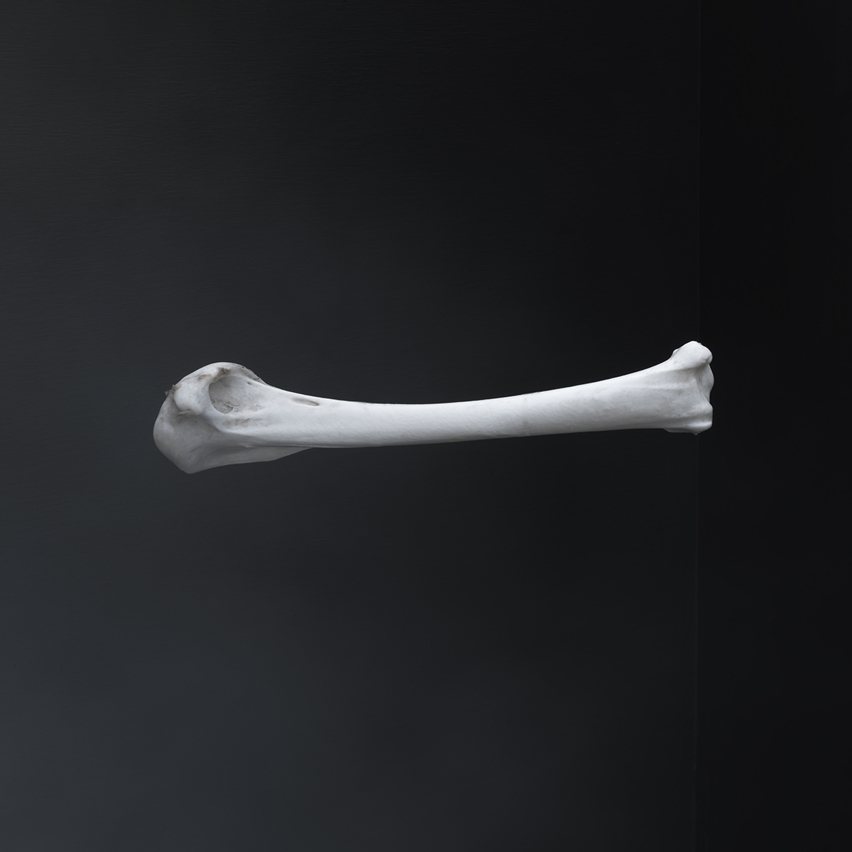 Bone no 1