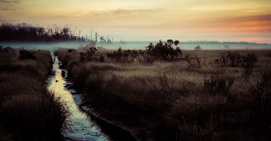 Morning Pines-Tom Fallon Photography