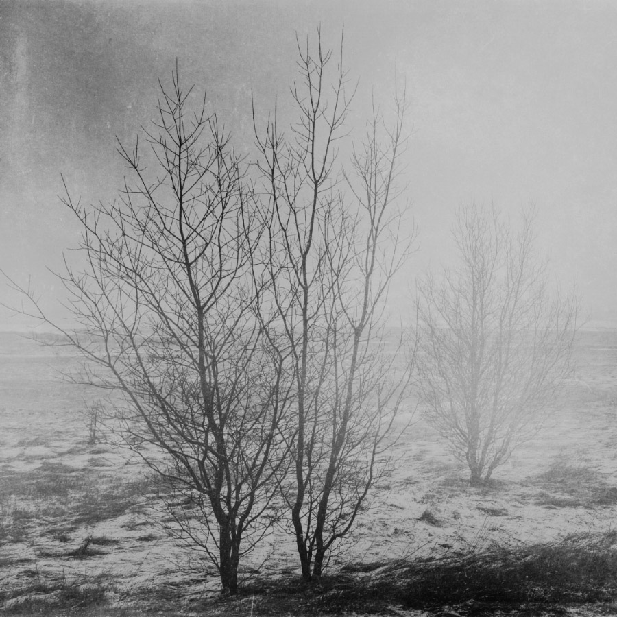 The wasteland's meek shrubberies, East Iceland.