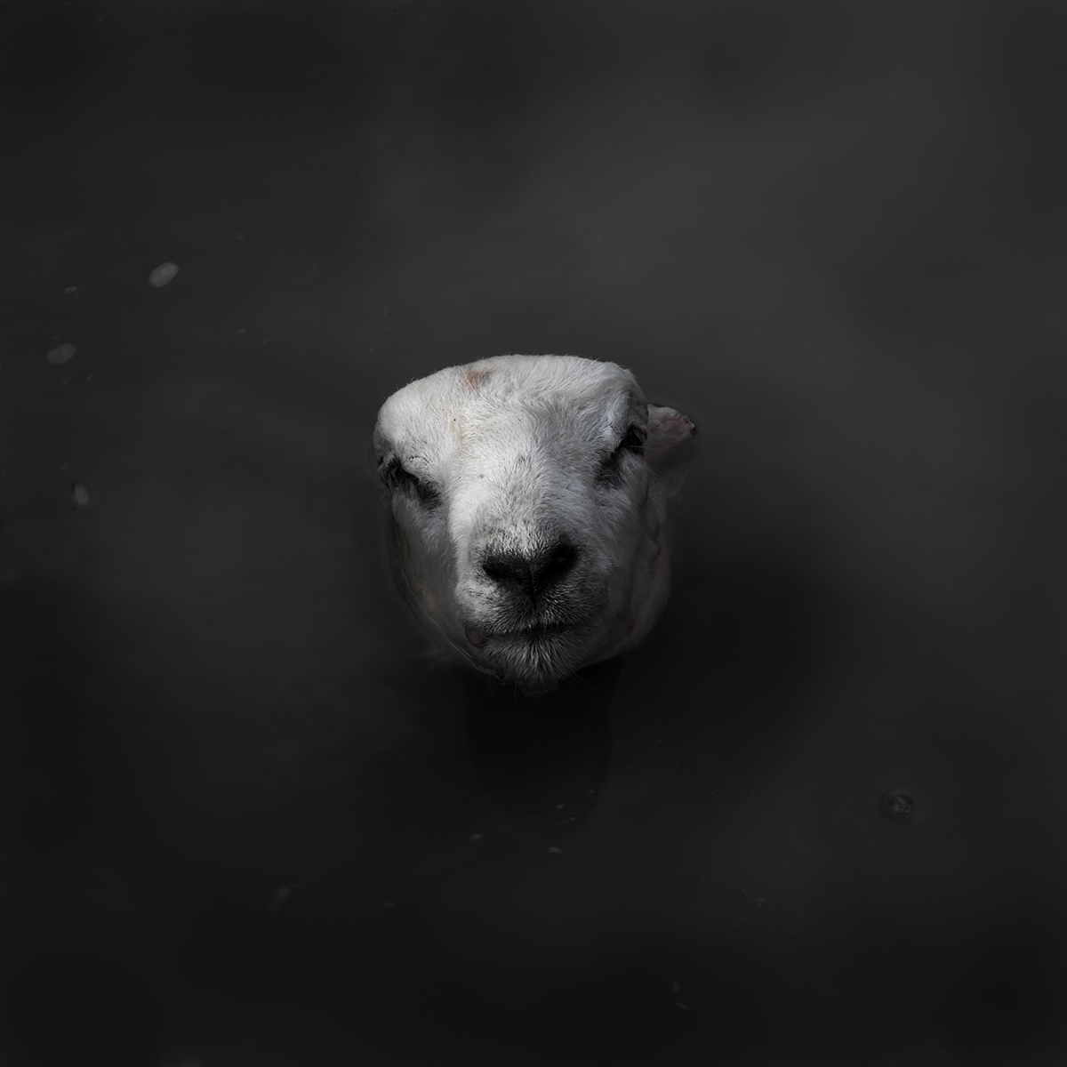 Sheep no 1