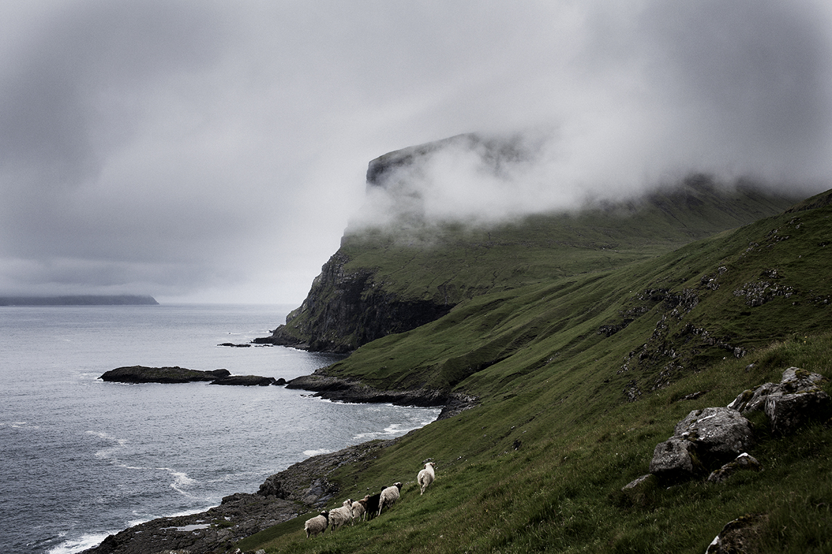 Campaign for The Organic Sheep. Finalist in Sony World Photo Awards 2014.