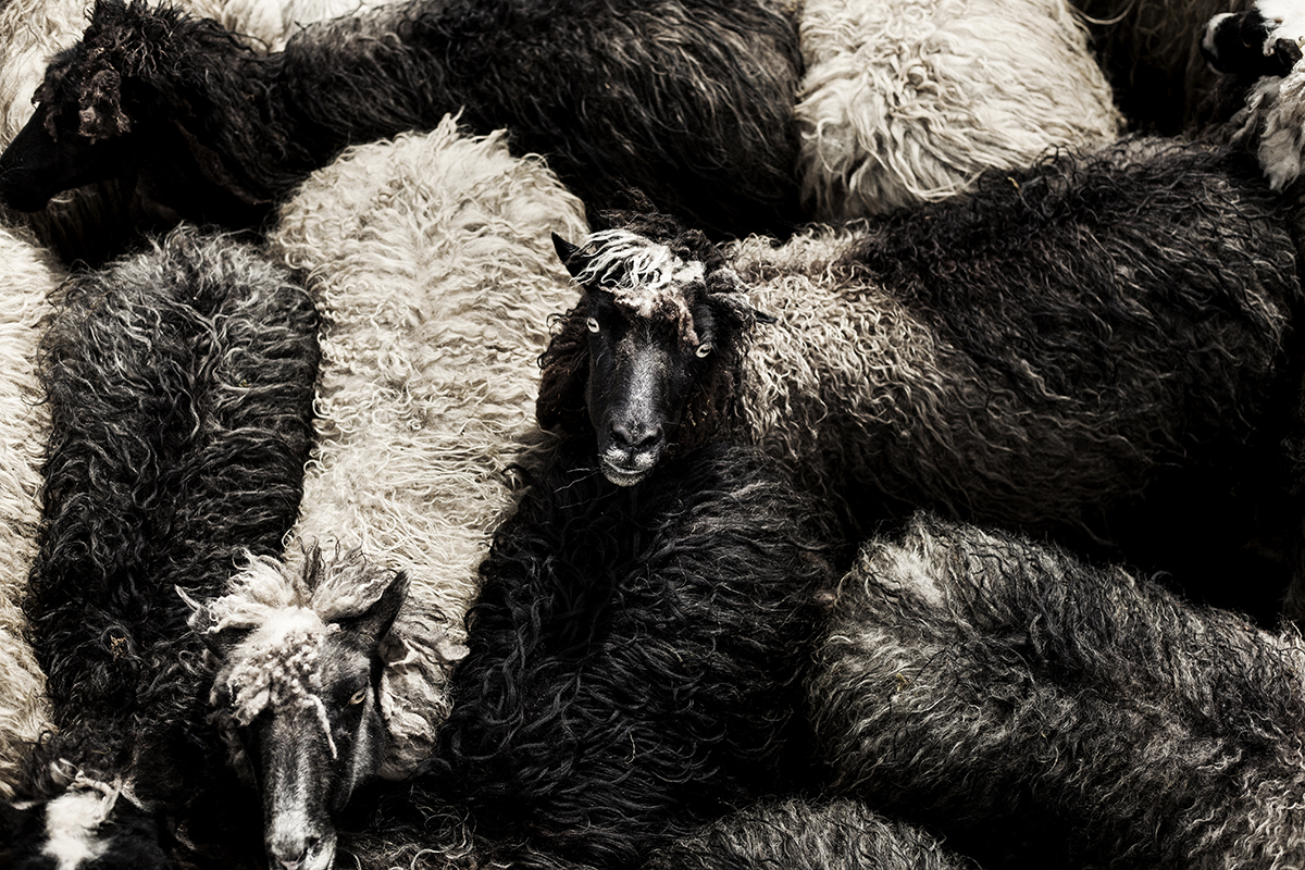 Campaign for The Organic Sheep. Finalist in Sony World Photo Awards 2014.
