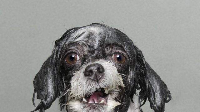 Pets photography; Wet Dog by Sophie Gamand