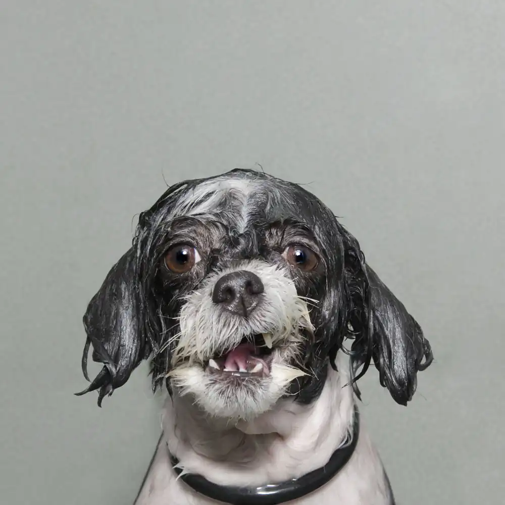 Pets photography; Wet Dog by Sophie Gamand