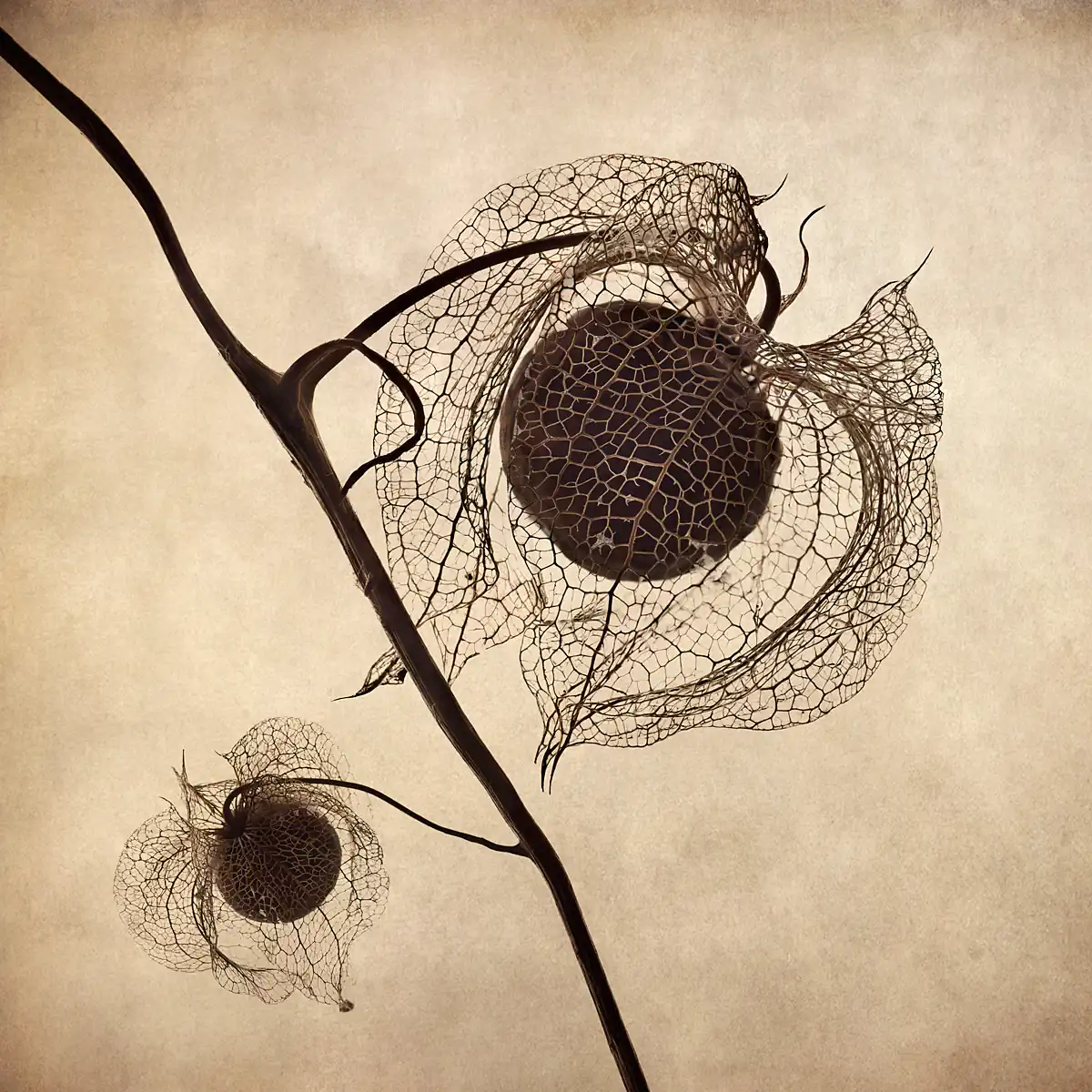 Flower photography; Past Perfect by Polina Plotnikova