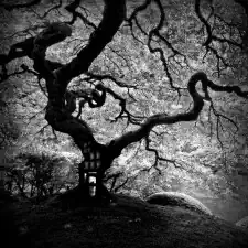 CLAUSSE - Oxygene is tree