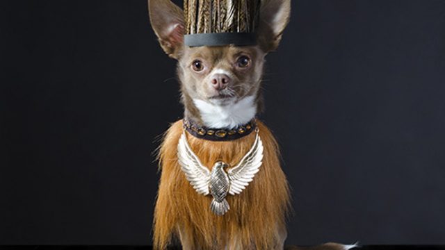 Watchdog by Sophie Gamand