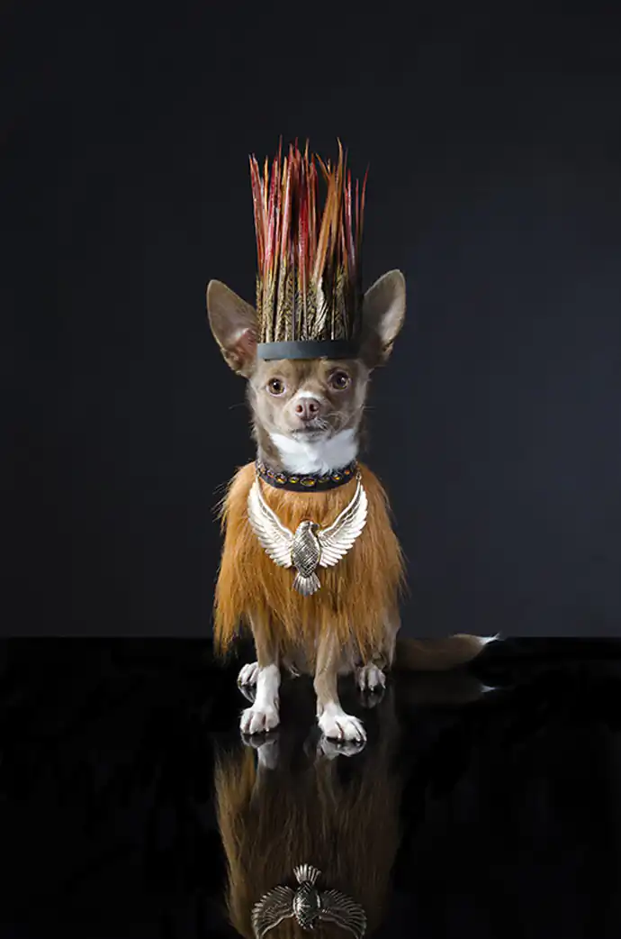 Watchdog by Sophie Gamand