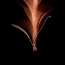 Dipterocarpus bauchii seed in motion