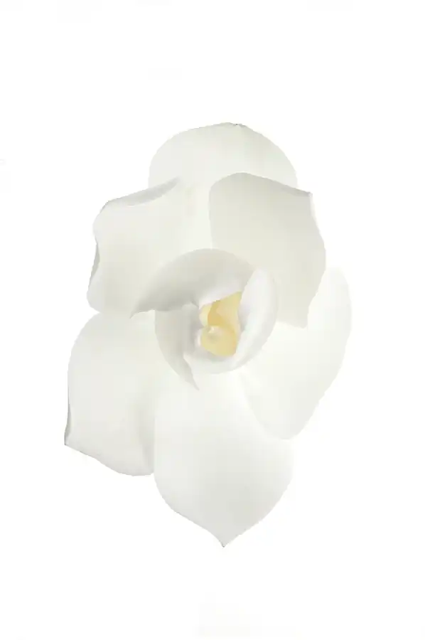 Mandala by Luigi Bussolati