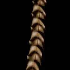 Tree of heaven seed in motion