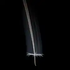 Western salsify seed in motion