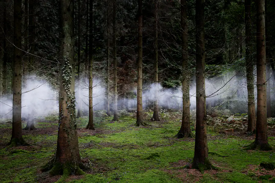 Forests; Between the trees by Ellie Davies