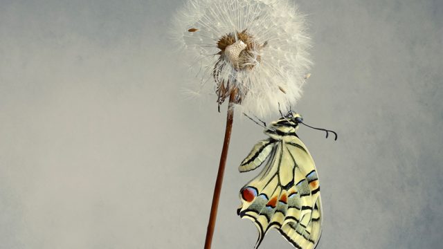 Butterflies by Belén Argüeso