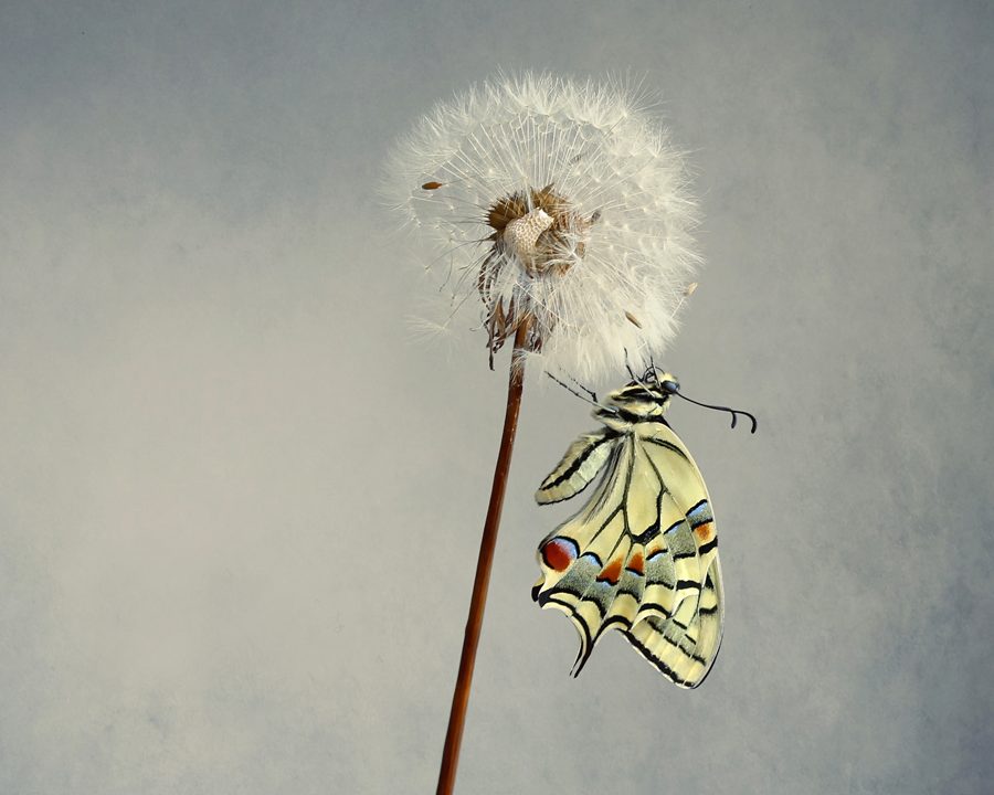 Butterflies by Belén Argüeso
