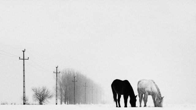 Winterly Haiku by Andrei Baciu
