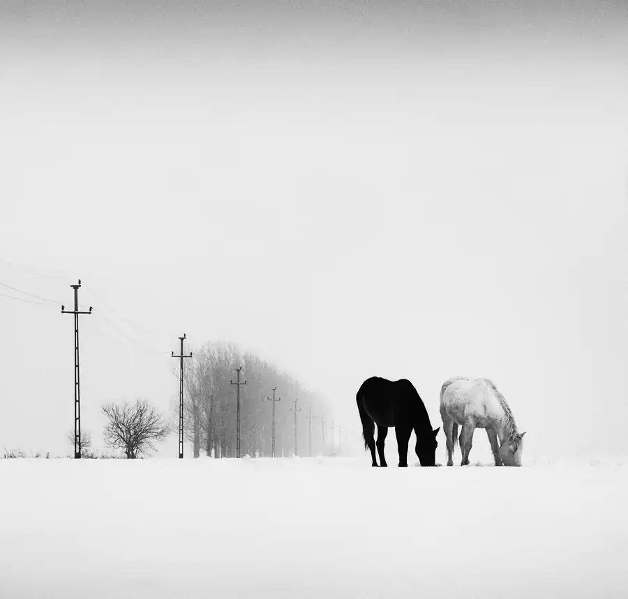 Winterly Haiku by Andrei Baciu