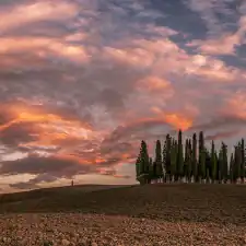 Panoramica_cipressi1