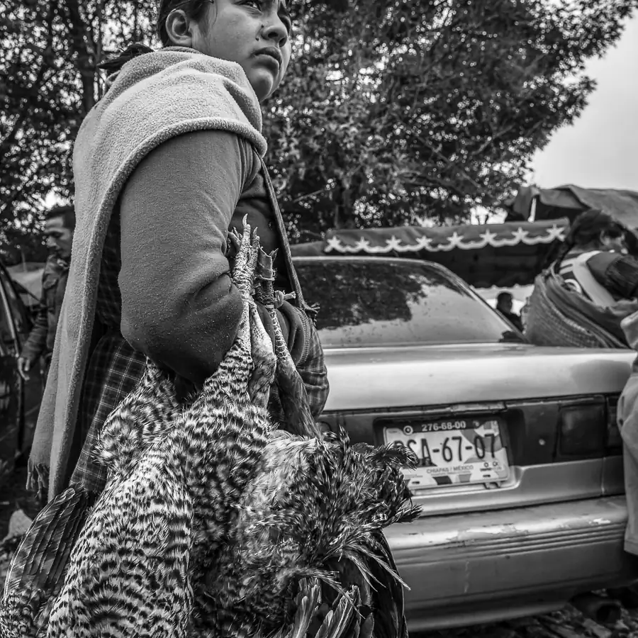 Rural communities; The Chicken’s View by Francisco Alcalá