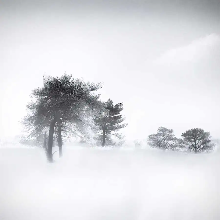 Gittan_Beheydt_Winter Trees I
