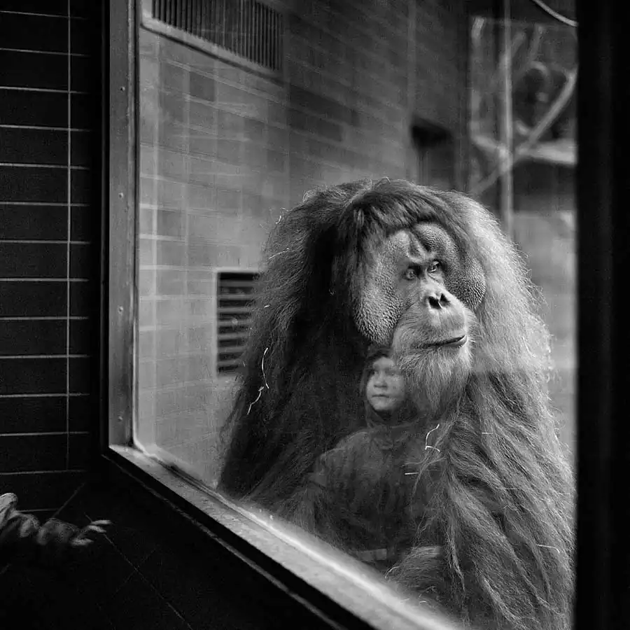 Un Natural Bestiary by Andrea Alessio